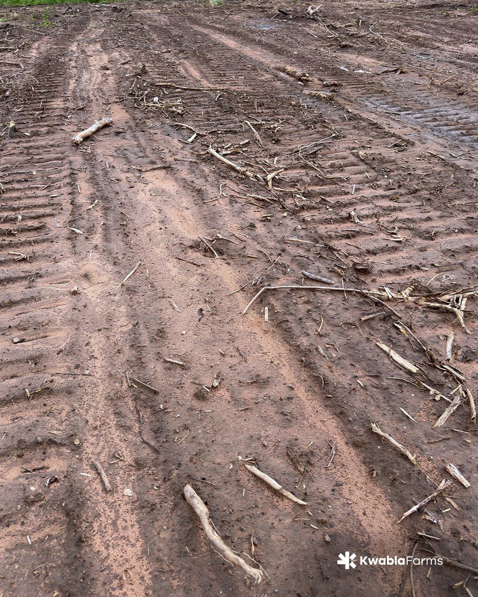 kwablafarms's tweet photo. A closer look at the first 8.5 acres where the trees have been removed. 

Every completed section reflects weeks of steady work and careful planning. 

#farmlife #farm #organicfarming #farminginafrica #farminginghana #KwablaFarms https://t.co/kezSSzf638