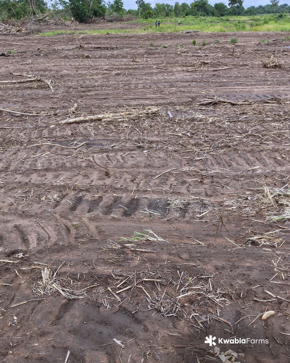 kwablafarms's tweet photo. A closer look at the first 8.5 acres where the trees have been removed. 

Every completed section reflects weeks of steady work and careful planning. 

#farmlife #farm #organicfarming #farminginafrica #farminginghana #KwablaFarms https://t.co/kezSSzf638