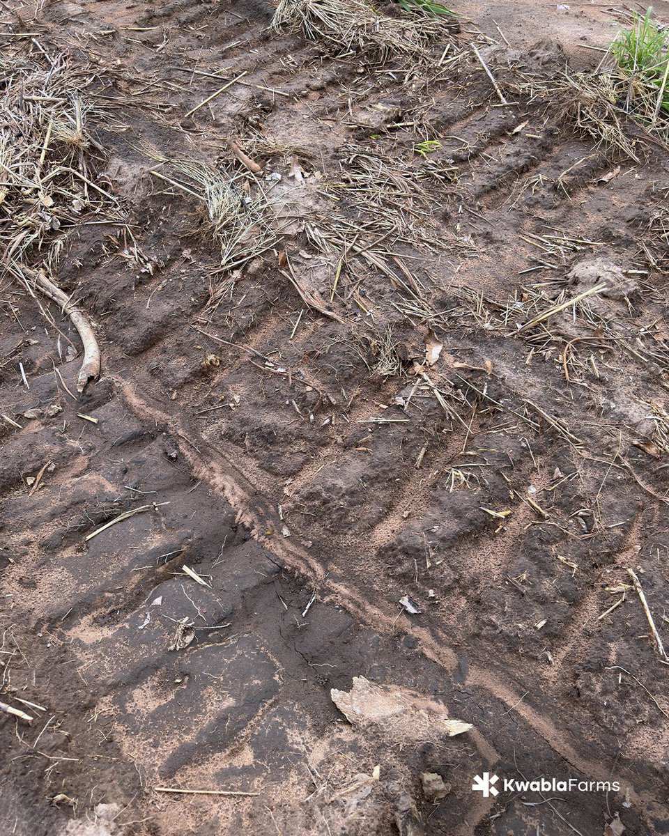 kwablafarms's tweet photo. A closer look at the first 8.5 acres where the trees have been removed. 

Every completed section reflects weeks of steady work and careful planning. 

#farmlife #farm #organicfarming #farminginafrica #farminginghana #KwablaFarms https://t.co/kezSSzf638