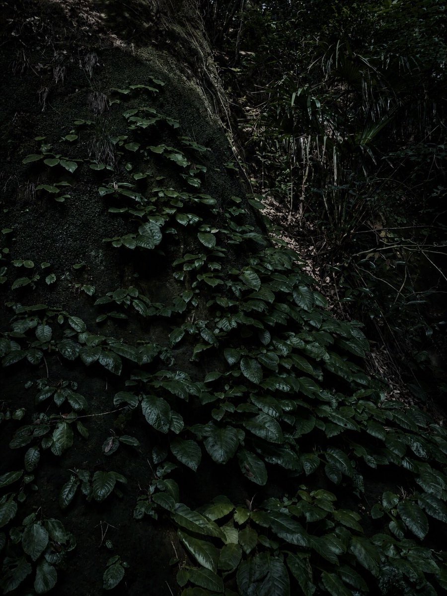 nilos_y's tweet photo. 先週末に行って来た岩山を削った寺院です、石門を潜ると岩壁にびっしりイワタバコが自生していました。良い場所を教えてもらいました https://t.co/U6ulDzvIKa