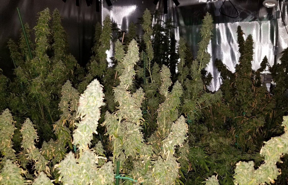 MBreedinger's tweet photo. #Cannabis https://t.co/ugdqY2DSAe