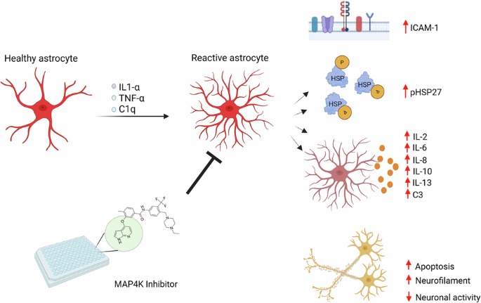 CommsBio's tweet photo. Targeting MAPK-dependent pathways to modulate reactive astrocyte pathology in neurodegeneration: Communications Biology, Published online: 01 June 2026; doi:10.1038/s42003-026-10323-8Targeting MAPK-dependent signaling uncovers strategies to modulate… https://t.co/6oReBNTP2I https://t.co/WymDqFGrTt