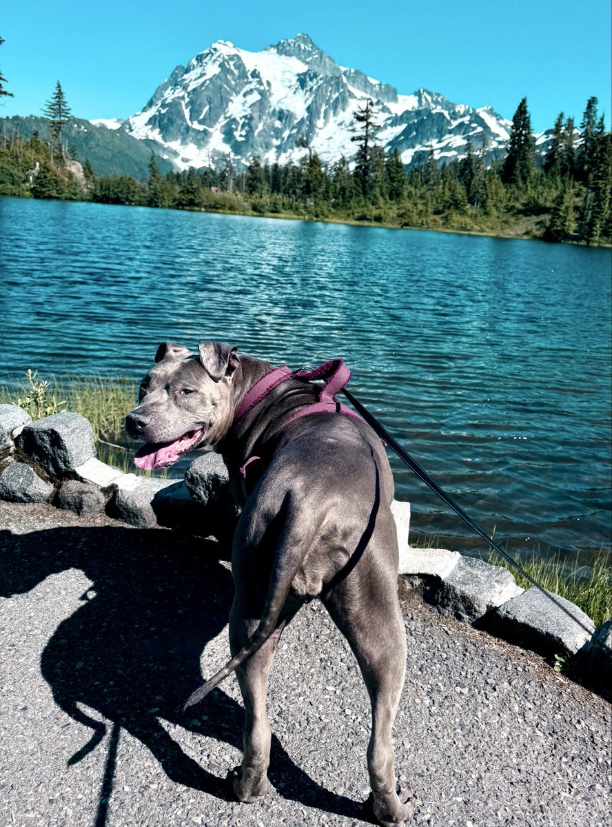 ballsdeepindoge's tweet photo. Good morning to everyone who loves dogs https://t.co/csB4vHXgS2