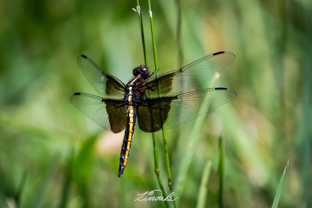 LSBofEBB's tweet photo. The Littles are Back
Starting to see more bugs and insects around. Dragonflies are always fun. According to my insect app, this is a Widow Skimmer. Have a great day!
#godsdesign #dragonfly #thelittles #bugsandinsects #nature #wings #taketime #RhodeIsland #Photographer https://t.co/WlhswnA6Lc