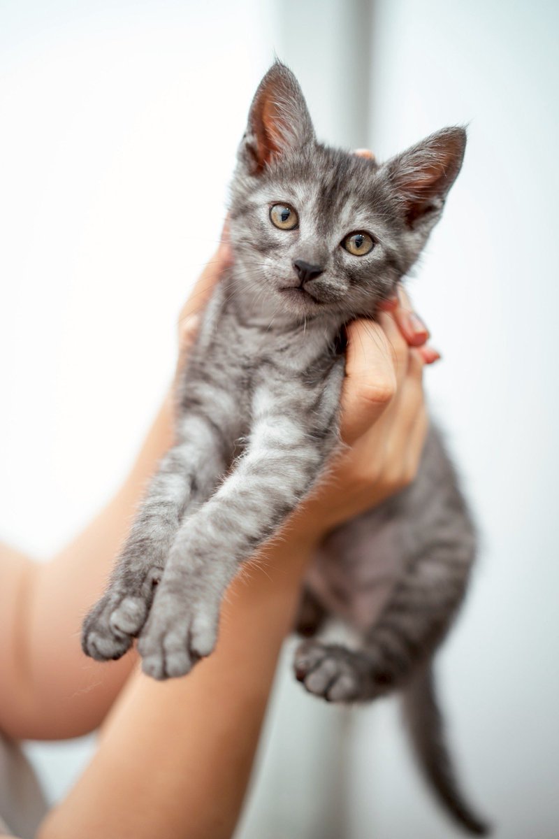 toro_taro's tweet photo. こないだからウチの子になった、子猫のぐ〜ちゃん。
先住猫のあんちゃんと取っ組み合いしながら、順調に巨大化中。 https://t.co/eS0UHQFqDq