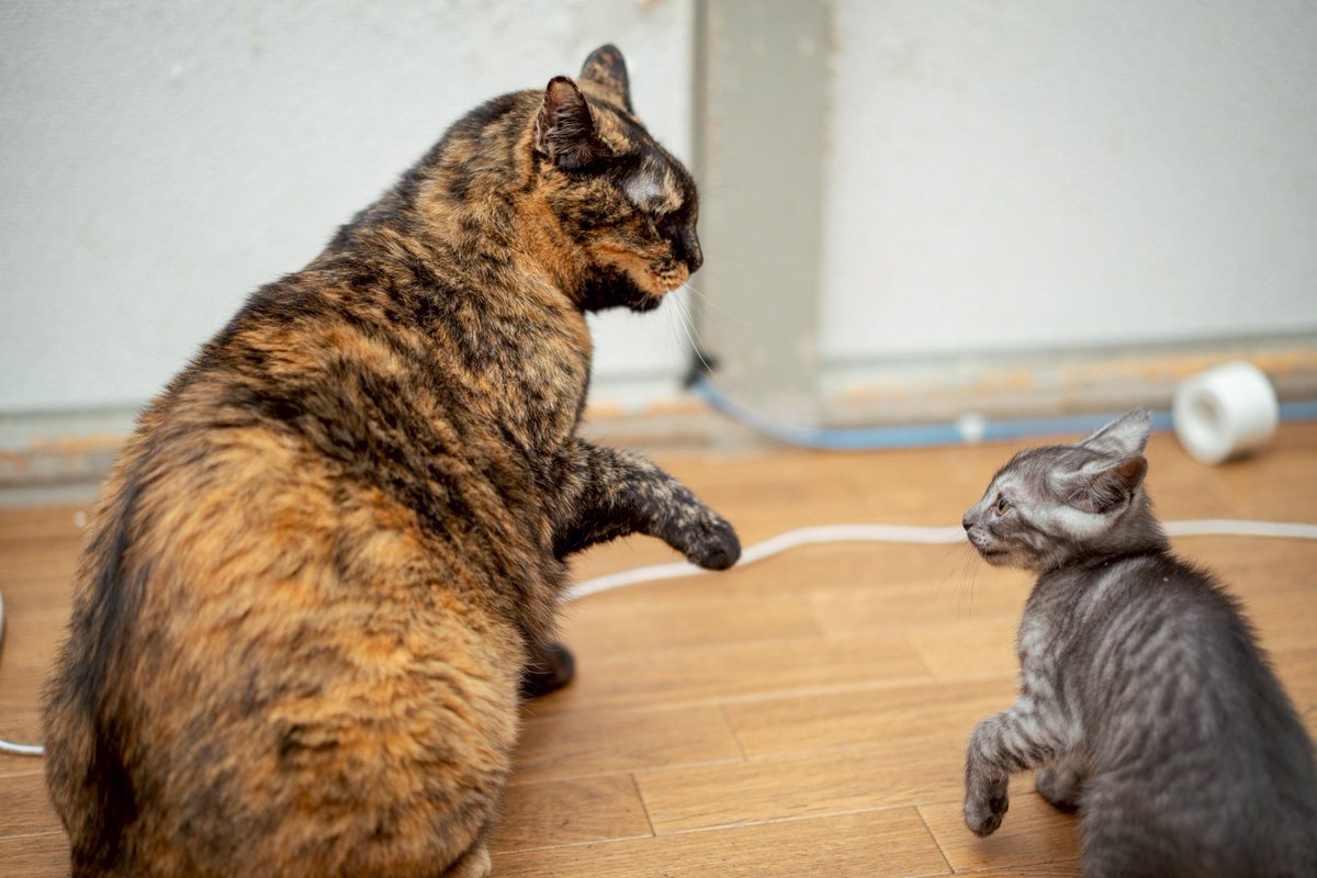 toro_taro's tweet photo. こないだからウチの子になった、子猫のぐ〜ちゃん。
先住猫のあんちゃんと取っ組み合いしながら、順調に巨大化中。 https://t.co/eS0UHQFqDq