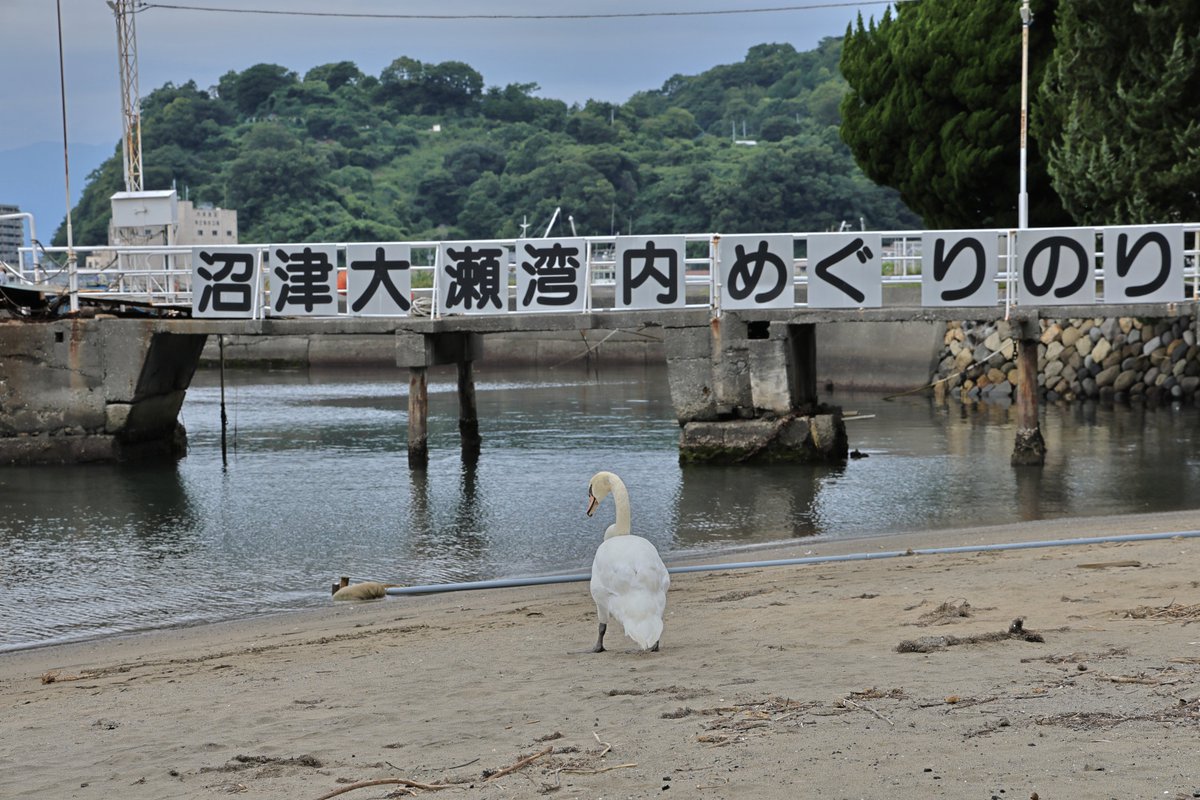 saro_481's tweet photo. きょうの沼津（の動物たち） https://t.co/h0xCsZNYp5
