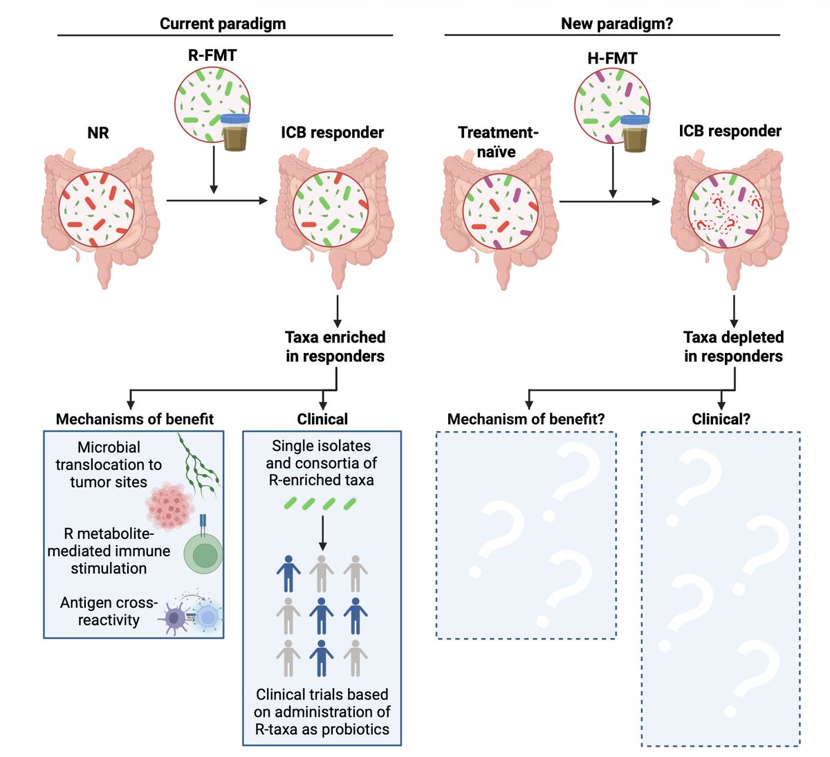 EricTopol's tweet photo. Now that we know the gut microbiome's important modulation of the response to cancer immunotherapy (immune checkpoint blockade, ICB), should we change our approach? @Cell_Metabolism 
https://t.co/7RiQdFJiUX https://t.co/Sta6yoR5si