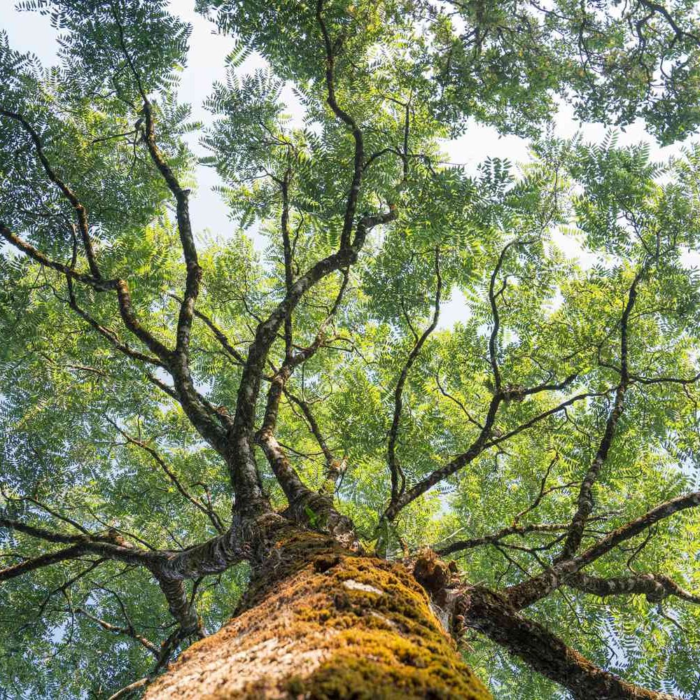 CuriosityonX's tweet photo. 🚨: Canadian town officially recognizes trees as living beings with rights https://t.co/KcwROdoA5Q