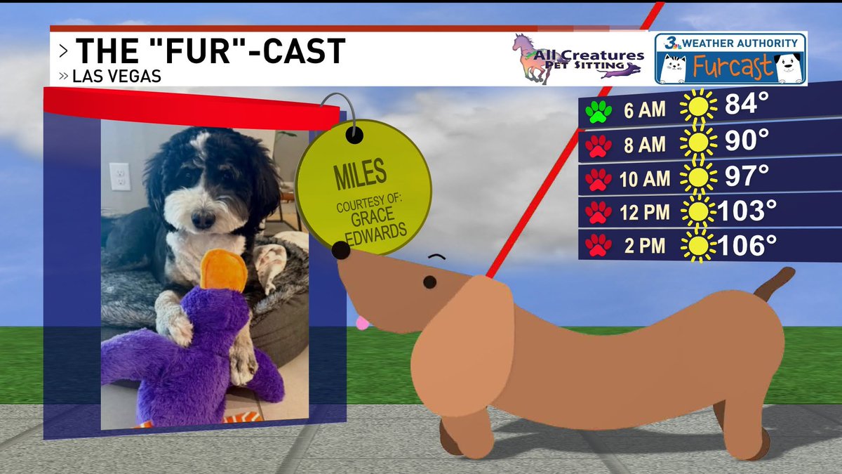 ChloeKoast's tweet photo. How cute is Miles with his purple duck?!
Remember to walk pets early in the morning & late in the evening to avoid burning their paws on the pavement! #LasVegas #Furcast https://t.co/Lt4XAFTOvV