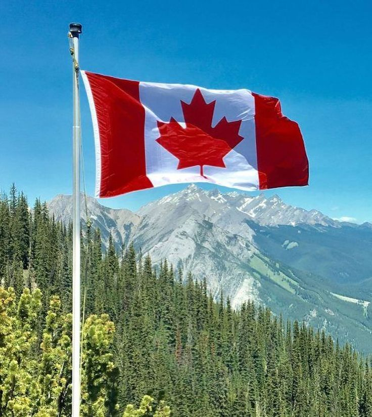 CuriosityonX's tweet photo. 🚨: Canadian town officially recognizes trees as living beings with rights https://t.co/KcwROdoA5Q
