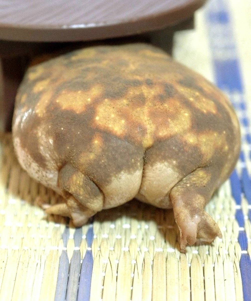 HikariRuu (Forggy) 🐸🌸🔮 Vtwinks tweet media