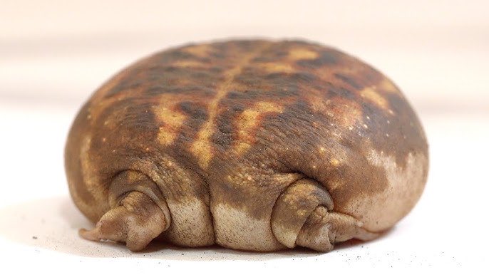 HikariRuu (Forggy) 🐸🌸🔮 Vtwinks tweet media