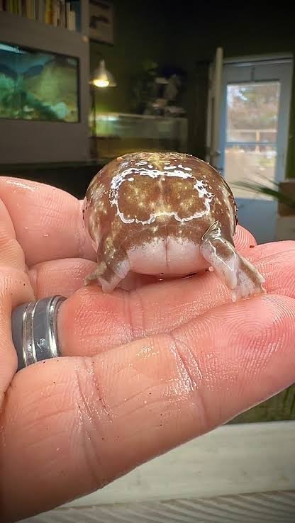 HikariRuu (Forggy) 🐸🌸🔮 Vtwinks tweet media