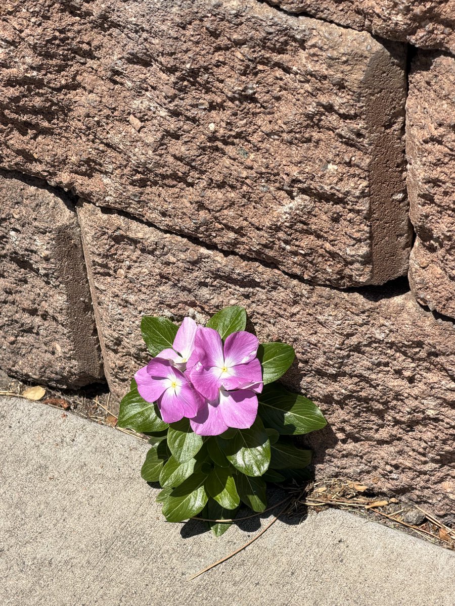 Terry_Kimber45's tweet photo. Make up your own moral-or just enjoy its beauty. https://t.co/cME5YRj2ED