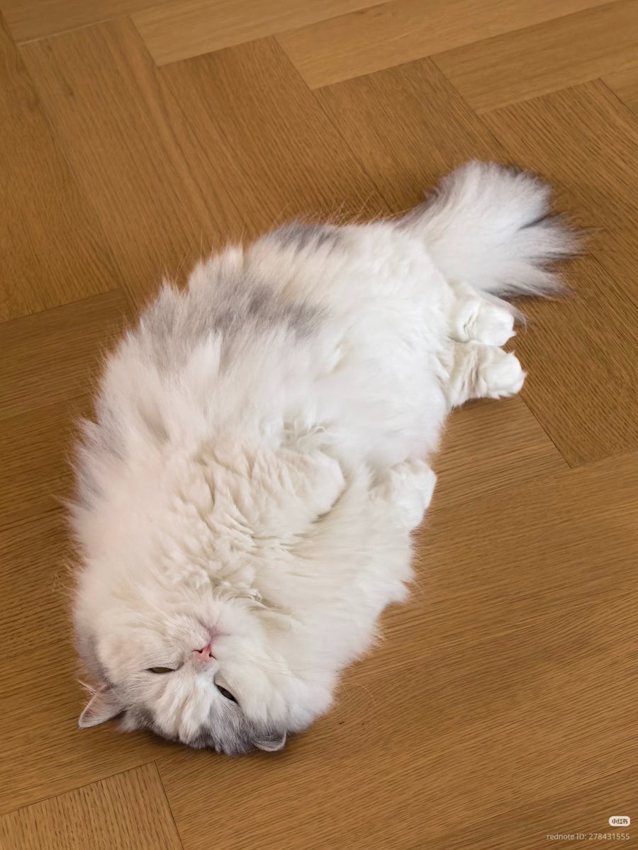 No Context Cats tweet media