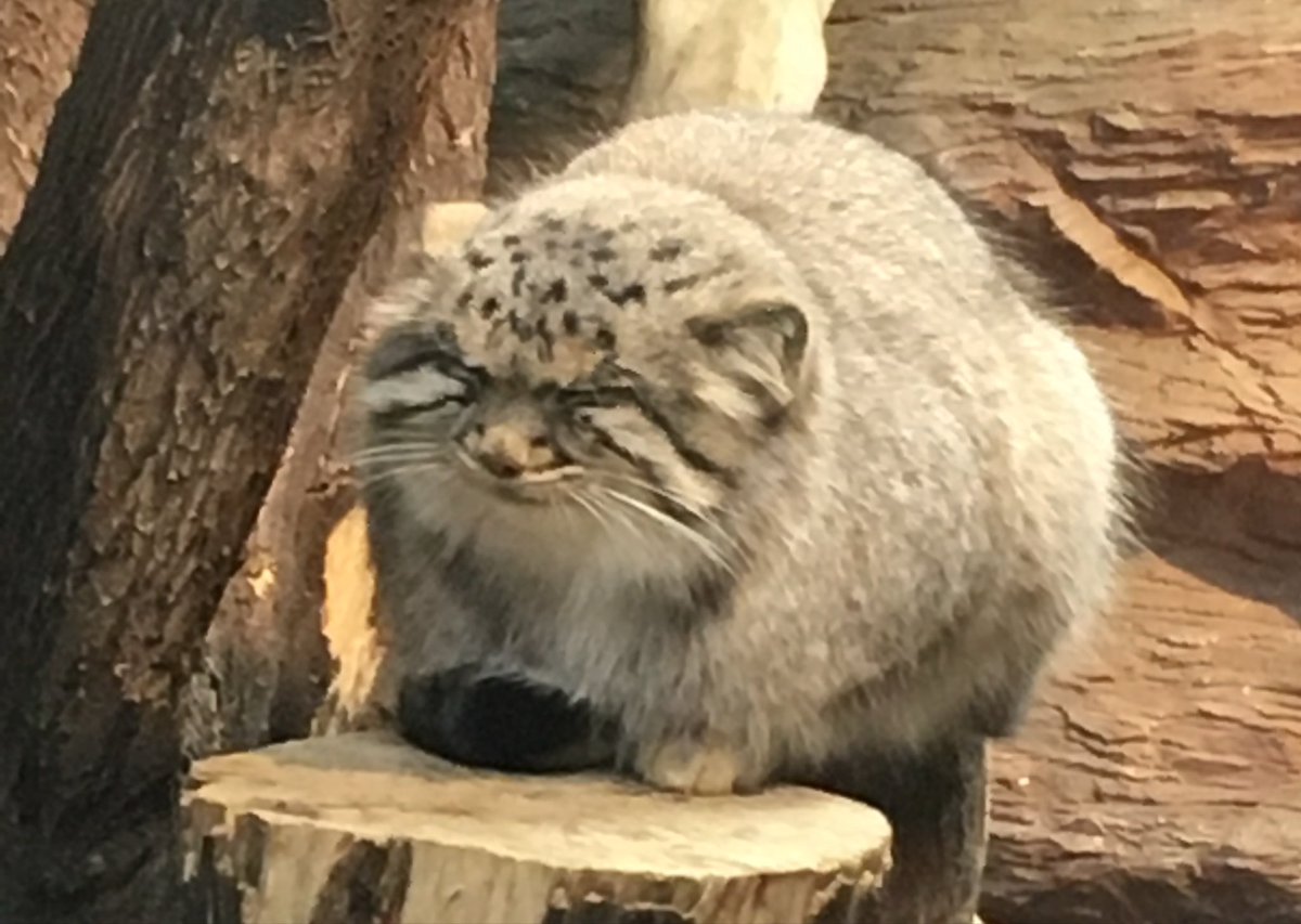 mitaka_doooon's tweet photo. マヌルネコ・ボルくんの命日ですね🌈

初めて出会った時に、ツチノコだったりおにぎりだったり変幻自在で表情の豊かさに一目惚れでした🐱✨

会いに行くと必ずファンサポジでカッコイイ姿を見せてくれて、
これからもずっとずっと大好きです‼️

#マヌルネコ #ボル 
#那須どうぶつ王国 https://t.co/k8JzApaqsq