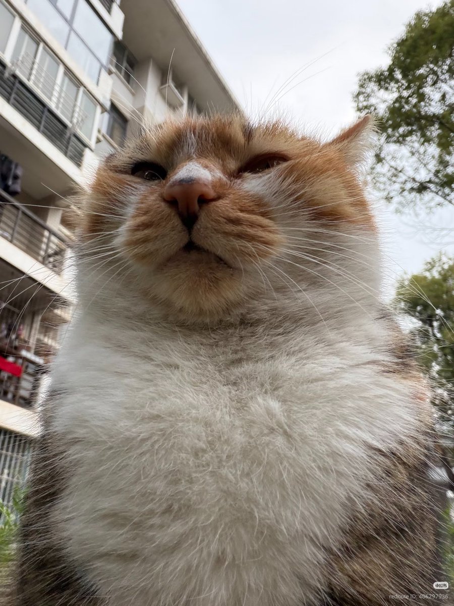 nocontextscats's tweet photo. https://t.co/gbJzvsUYco