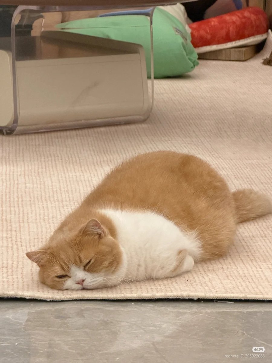 nocontextscats's tweet photo. so tired https://t.co/YLMVxR4X3u