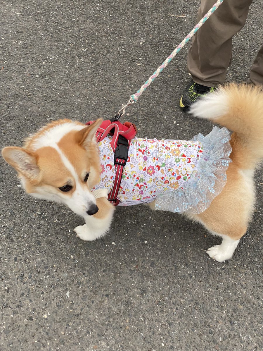a2gama's tweet photo. こんばんは🌙.*·̩͙あすみです🐾

七夕やから、ぶいの新しいお洋服作りました(七夕 関係あるか🤣)

裾にラメと刺繍のお花が可愛いチュールレースをあしらってみました( ´,,•ω•,,`)♡ https://t.co/ZWl3aJvwg3
