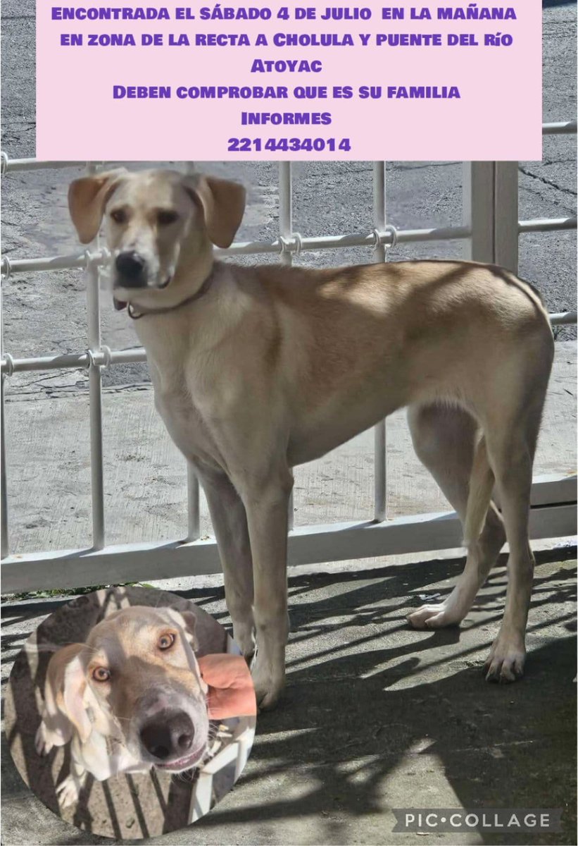 verolopez_10's tweet photo. #Puebla Buenos días, RT infinito para poder localizar a estos peludos 😞 @sandra_ov @alvarez_armando @MonseNavedo @Hechzero_38 @cuentaconmigo01 @blanca_olivera @em_blanca https://t.co/GraycbNv7b