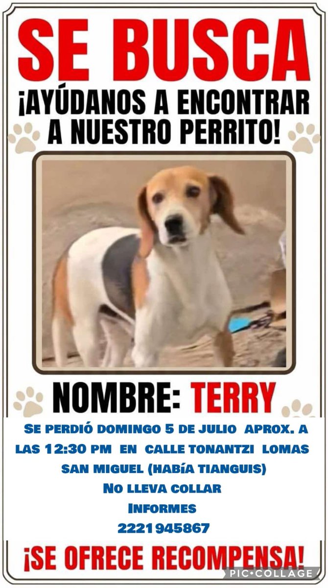 verolopez_10's tweet photo. #Puebla Buenos días, RT infinito para poder localizar a estos peludos 😞 @sandra_ov @alvarez_armando @MonseNavedo @Hechzero_38 @cuentaconmigo01 @blanca_olivera @em_blanca https://t.co/GraycbNv7b