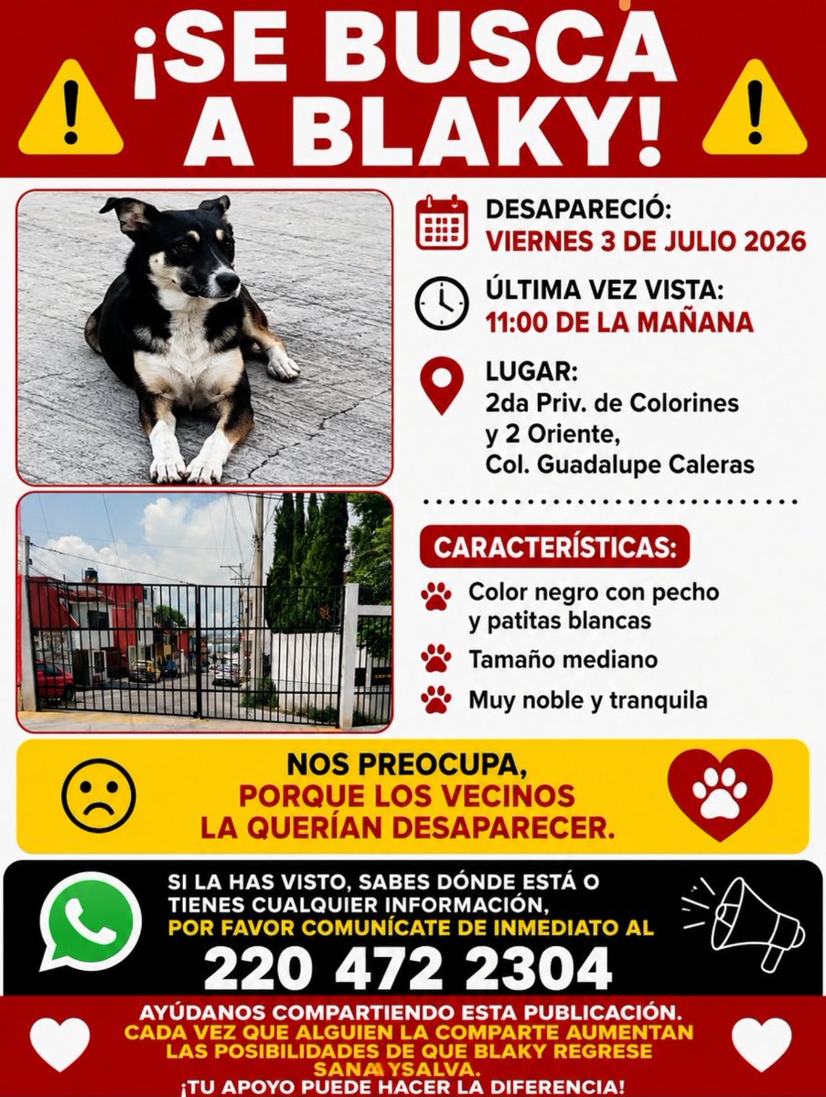 verolopez_10's tweet photo. #Puebla Buenos días, RT infinito para poder localizar a estos peludos 😞 @sandra_ov @alvarez_armando @MonseNavedo @Hechzero_38 @cuentaconmigo01 @blanca_olivera @em_blanca https://t.co/GraycbNv7b
