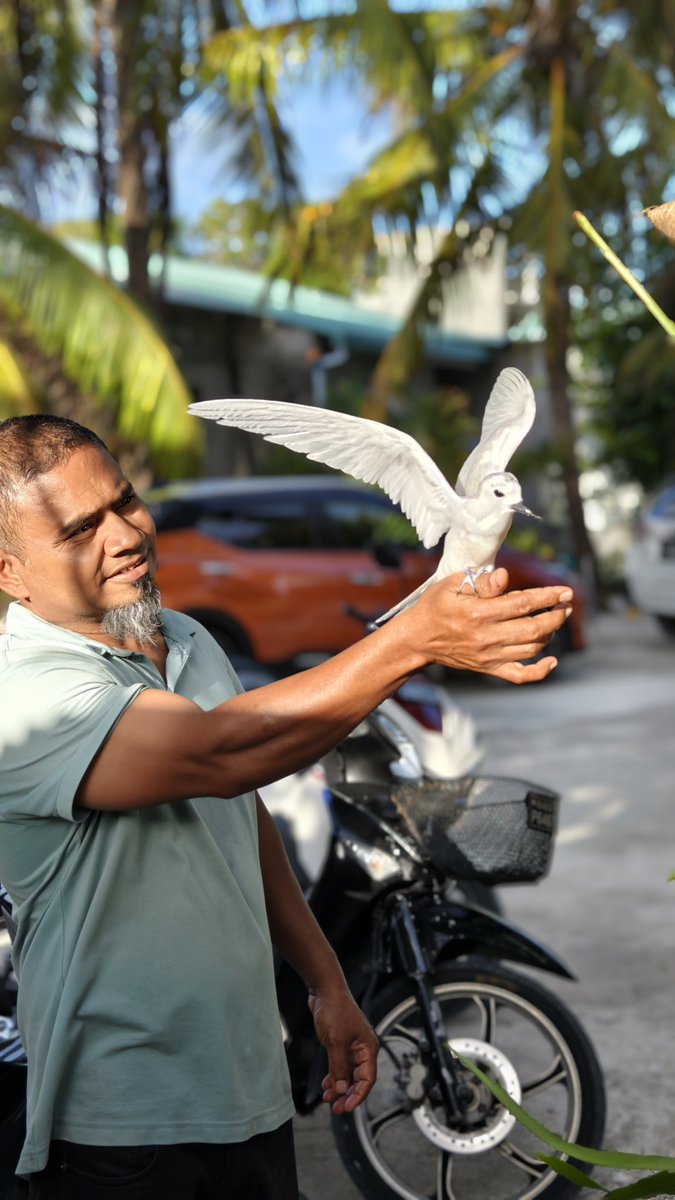Midhuamsaud's tweet photo. Meet Nahid from Addu Feydhoo.
The first time I heard about him was through a friend. He told me that White Terns were so comfortable around Nahid that they would actually land on his hands and eat from them. As an Adduan and an amateur birder myself, I honestly didn't believe it.
So I went to see it for myself.
It was true.
A lifelong bird lover, Nahid has made it his personal mission to rescue injured birds. Especially White Terns. Whenever Adduans find an injured or fallen bird, those who know him bring it to Nahid.
He treats them using his own traditional Dhivehi remedies (Dhivehi beys), nurses them back to health, and then lets them go.
He never clips their wings. He never keeps them in cages.
He rented a plot of land by the beach under the "pretext" of running a café. In reality, it has become a sanctuary for rescued birds.
I watched Dhondheeni fly down, land on his hands, and feed directly from them.
I sent a video of Nahid hand-feeding White Terns to a Chinese birdwatching club I'm a member of. Their immediate response was, "That's AI."
They told me it was impossible. White Terns are expert aerial hunters, not birds that can be tamed.
So I video-called them live from Addu. They watched the birds fly to him in real time. That was the moment they decided they wanted to visit Addu to see it for themselves.
The birds Nahid rescues are always free to leave once they recover. Some fly away forever. Others choose to stay. Even more remarkable, some return to him when it's time to lay their eggs. As per @animfromAddu they consider him family now.
During our visit, the Chinese birders didn't just observe White Terns, they experienced something none of them had ever imagined possible. They held White Terns in their hands and even fed them by hand.
What fascinated them even more was that the birds would rarely approach anyone unless Nahid was nearby. His bond with these birds is extraordinary. Watching him interact with them almost makes you feel as though he speaks their language.
They were so inspired by his selfless work that one birder expressed interest in producing a documentary about him, while others commissioned paintings celebrating both Nahid and the Addu Dhondheeni.
Dear Gov of Maldives, Addu City Council, Feydhoo Council, and the people of Addu,
This man is among Addu's greatest hidden treasures.
His work deserves recognition, protection, and support, not only because he rescues birds, but because he has created something truly unique that cannot be manufactured or bought.
Birdwatchers travel across the world in search of rare and unforgettable experiences. Seeing White Terns in the wild is already special. Witnessing the extraordinary bond between Nahid and these birds, watching them voluntarily land on his hands and feed from them, is something many experienced birders have never seen anywhere else in the world.
I have already seen how this alone captivated bird enthusiasts from China and sparked their interest in visiting Addu. Imagine what it could do if properly documented and promoted internationally.
Please do everything within your power to support Nahid and his mission. Help preserve the sanctuary he has built, assist his conservation work, and allow him to continue doing what he has devoted his life to.
People like Nahid are rare. Supporting him is not simply supporting one individual; it is investing in Addu's natural heritage, strengthening Addu’s place as a birdwatching destination, and creating a form of eco-tourism that is authentic, sustainable, and found nowhere else.