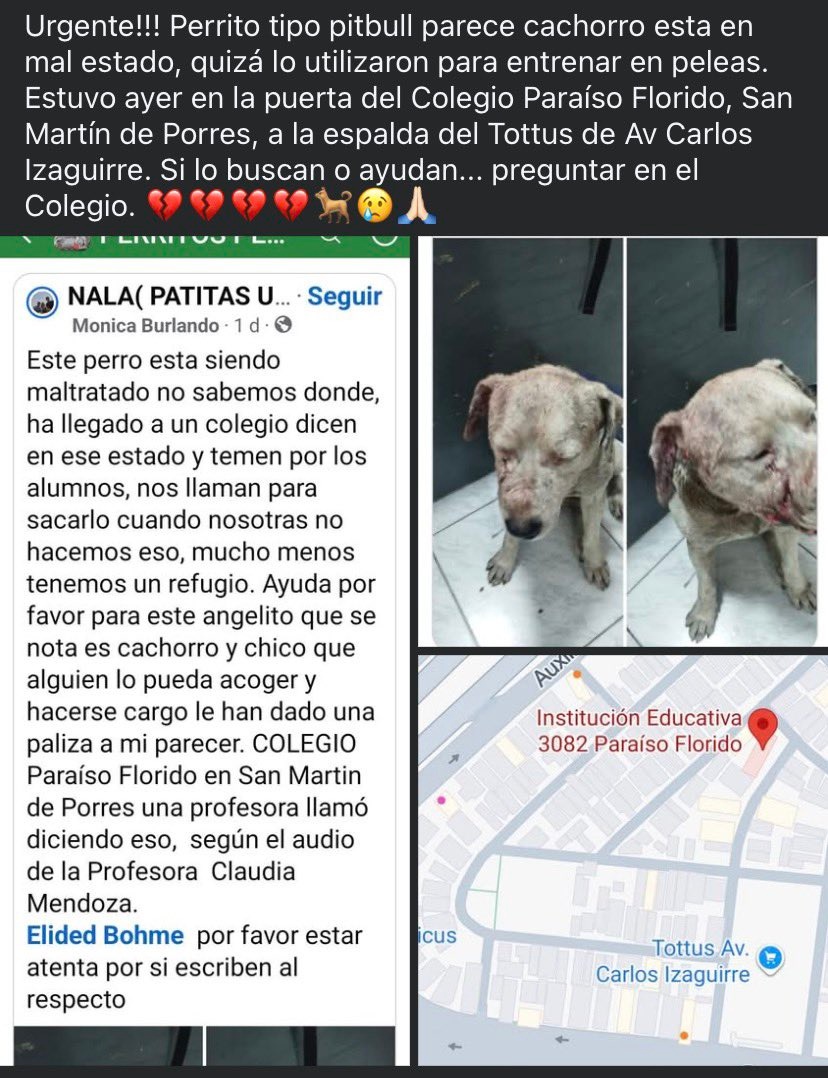 danegamez's tweet photo. Me hacen llegar esta publicación de facebook sobre perrito maltratado, por favor les pido difusión 

https://t.co/mAs9vxJqHm https://t.co/8BauEsJHUE