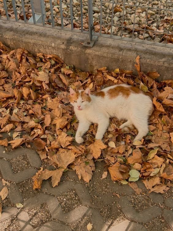 ari_capuccino's tweet photo. pov: you locked in during the summer and reached your ugw in the fall ⋆˚࿔ 𝜗🥧🧸🍂𝜚˚⋆ 
an interactive thread (🧵) for #edrtwt ! https://t.co/ld1iDwHAwO