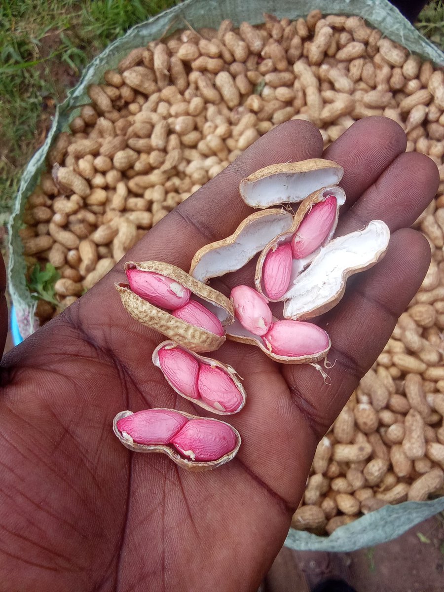 PACODEFMbale's tweet photo. Harvest time for G. Nuts in Namisindwa, Nabitskhi sub county, Busomi Tubaana Farmer Group. https://t.co/vFmCyOhWOo