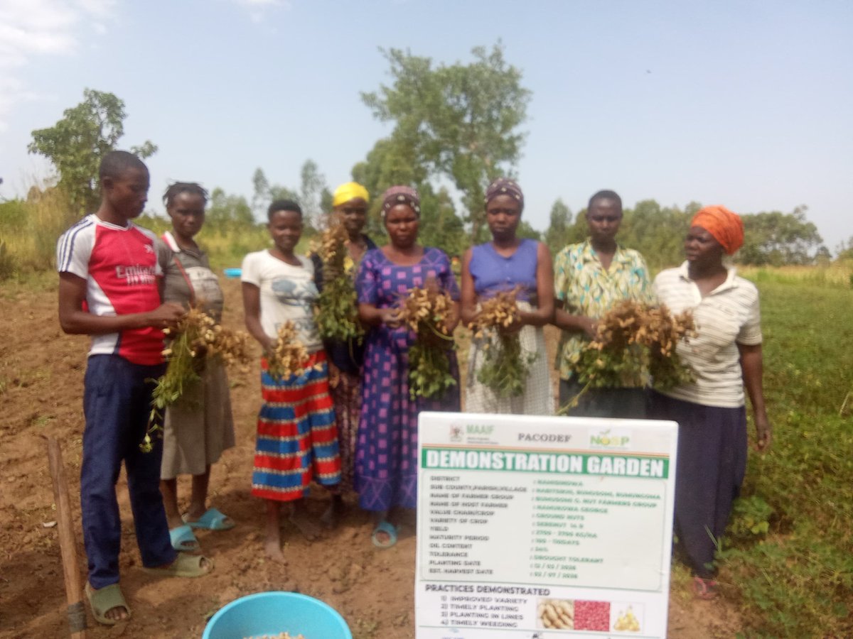 PACODEFMbale's tweet photo. Harvest time for G. Nuts in Namisindwa, Nabitskhi sub county, Busomi Tubaana Farmer Group. https://t.co/vFmCyOhWOo