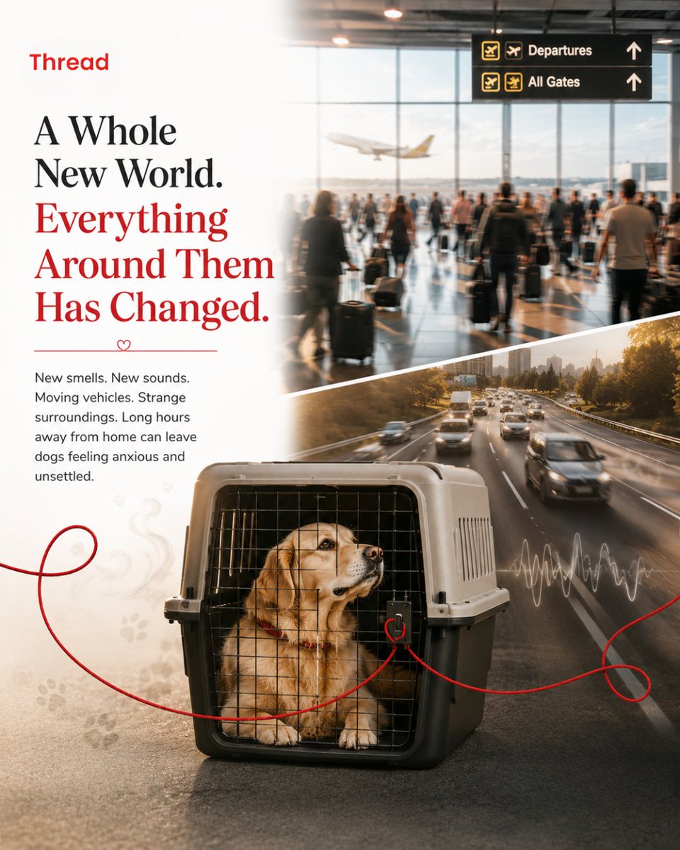 threadcbd's tweet photo. New places.
New sounds.
New adventures.

For some dogs, travel can also mean stress.

Prepare with care, patience, and a wellness routine that supports calmer journeys. 

🌐 https://t.co/mARmm6pdpb

#threadcbd #pettravel #dogtravel #petwellness #cbdfordogs https://t.co/pD4PZWBNuc