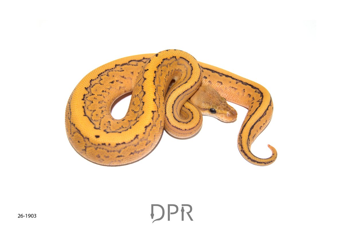 DPRcoldblood's tweet photo. Pinstripe DG combos!! Available

https://t.co/Ygs2y4pDhZ https://t.co/4h80nPKYmv
