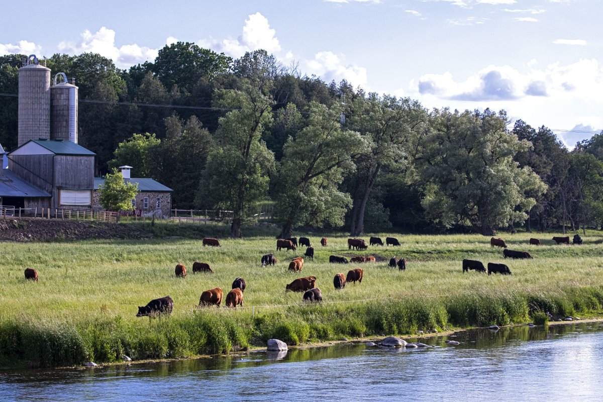 CanadaBeefInc's tweet photo. Happy #CowAppreciationDay! Today we celebrating the cattle, farmers, and ranchers behind world-class Canadian beef and the environmental benefits they help deliver. https://t.co/JXz13nRFT8