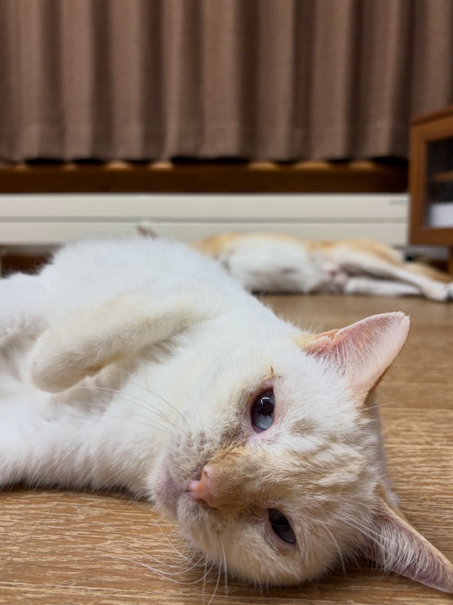 yuzuyukin's tweet photo. その子、10歳の誕生日です🎂
推定なのでほんとのところはわからないけどね。
2019年の7月1日に多頭飼育現場から保護して、ほんとは新しい飼い主さんを探すつもりだったけど、てんかんの持病があることがわかって、うちの子にしました。

2026.7.7

#その子
#笹かま猫
#元保護猫
#てんかん猫
#誕生日 https://t.co/MxGzqb0KRs