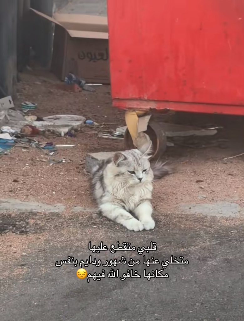 j87jdp's tweet photo. قطة مستوردة مشردة تحتاج متبني 
موجودة في ينبع حي المروج عند بقالة الرحاب
صاحب المقطع 👇👇

https://t.co/cD1qXUBIpP
.
. https://t.co/xiih4hOm9O
