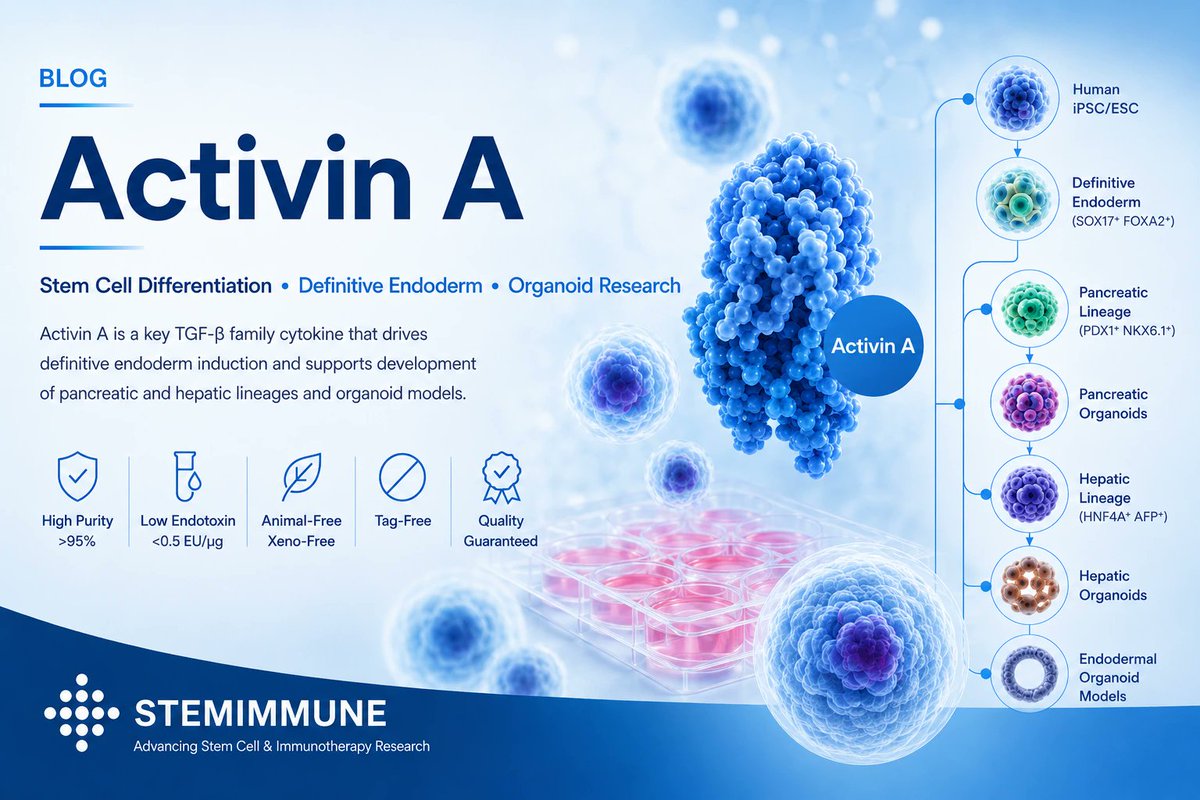 stemimmune's tweet photo. Activin A is a key growth factor for stem cell differentiation, definitive endoderm induction, pancreatic/hepatic lineage research, and organoid culture.
Read our latest blog:
https://t.co/b0tn2FCzXD
#ActivinA #StemCells #iPSC #Organoids #RegenerativeMedicine https://t.co/70YBjRQVuH