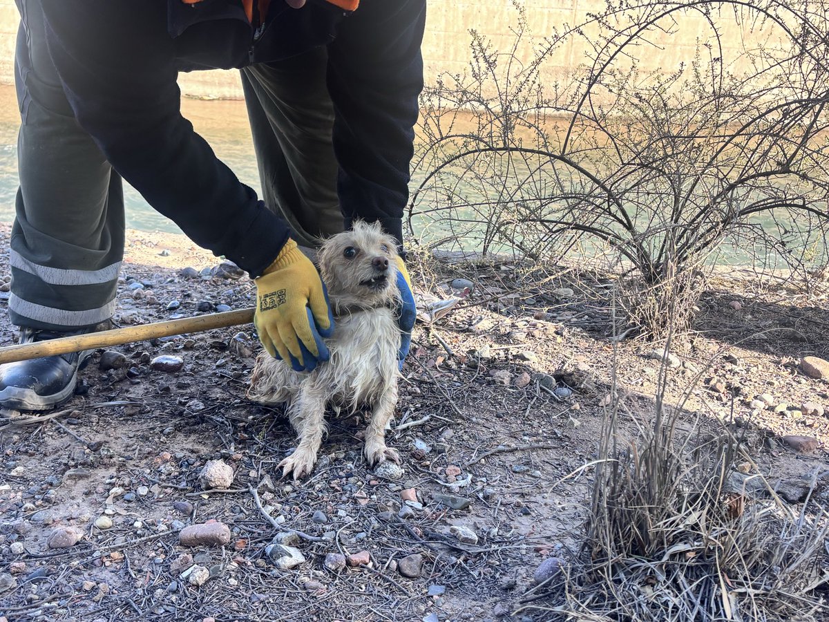 MATIPASCUALETTI's tweet photo. ATENCIÓN 🚨🚨🚨
Bomberos de Godoy Cruz rescataron un perrito que había caído al Cacique Guaymallén. Raúl es el vecino que le dará cuidado. Si tiene dueño o saben de quién es el perito, llamar al 2614711831 @radionihuil https://t.co/wE0fizFF6w