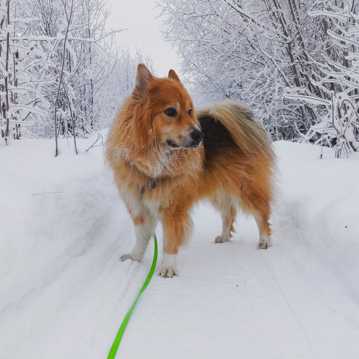 AngoraShui's tweet photo. @ttamamomae Шизик Нэш, его тотемный человек - Зеницу из крд😁 первым был Веня, он как раз основатель нашего названия (Лесной дождь) и лицо мастерской https://t.co/wv8QMz430c