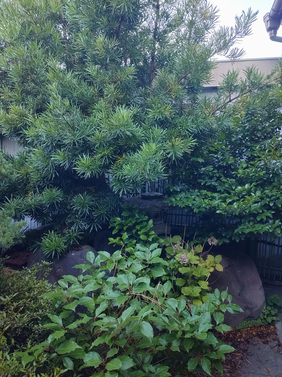 oztrknalan's tweet photo. 自分のアレンジを弾いてくださってる動画を発見！！
夜中にテンション上がってしまいました😖✨
シンプルに嬉しすぎる🥲 https://t.co/YD1Qk1GFJT
