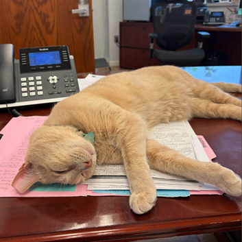 4PawsTeam's tweet photo. 👋Meet Mr. Mittens, a ten year-old who tries to be the one that saves other cats

He's so calm in a veterinary setting that his former foster screened him to be a blood donor for other kitties. He's now looking for a quiet place to call his own.

Apply at https://t.co/RirkFH4zOx https://t.co/nm6RykeJ2R
