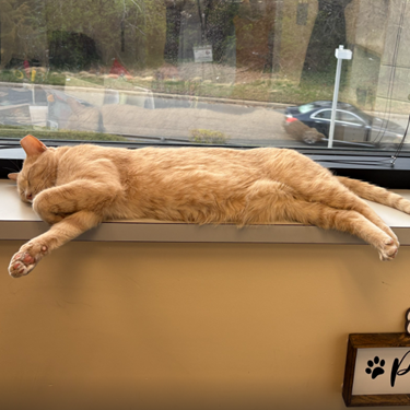 4PawsTeam's tweet photo. 👋Meet Mr. Mittens, a ten year-old who tries to be the one that saves other cats

He's so calm in a veterinary setting that his former foster screened him to be a blood donor for other kitties. He's now looking for a quiet place to call his own.

Apply at https://t.co/RirkFH4zOx https://t.co/nm6RykeJ2R