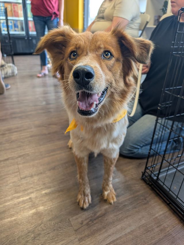 HWFeed's tweet photo. Did you know our stores host adoption events? Find your next furry family member &amp; get everything you need to start them off on the right paw! 🐾🐱❤️🐶 https://t.co/xjHLMJSCAp
