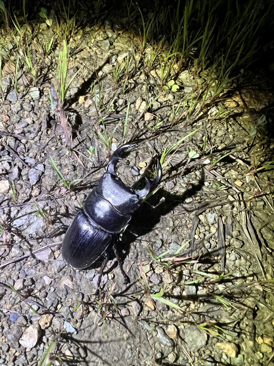 ichijou0322PG's tweet photo. 本日のスコアは95匹、ギリ100匹届かず……

七夕に天の川を見ながらオオクワガタ採れました🥰

今日のコンディションで今峰ライト２灯のパワーがありながら100匹採れなかったのは、まだまだ腕が足りない。
精進あるのみ。
 #今峰ライト https://t.co/D4VY8EXidI