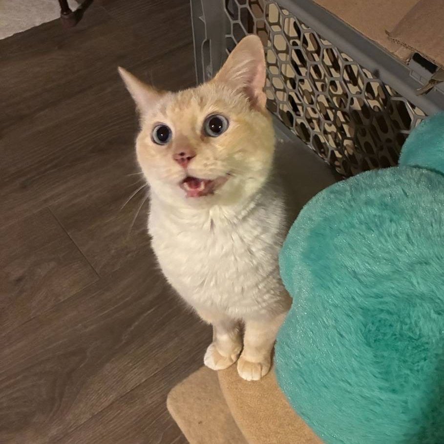 4PawsTeam's tweet photo. 🧀Have a Gouda day and meet Gouda! If you are looking for a young cat with a sweet, talkative personality, Gouda is your match.
Ready to meet Gouda? She is ready to bring purrs, playtime, and delightful chats to a loving home!

Apply at https://t.co/RirkFH4zOx https://t.co/aqnyAiWaOw