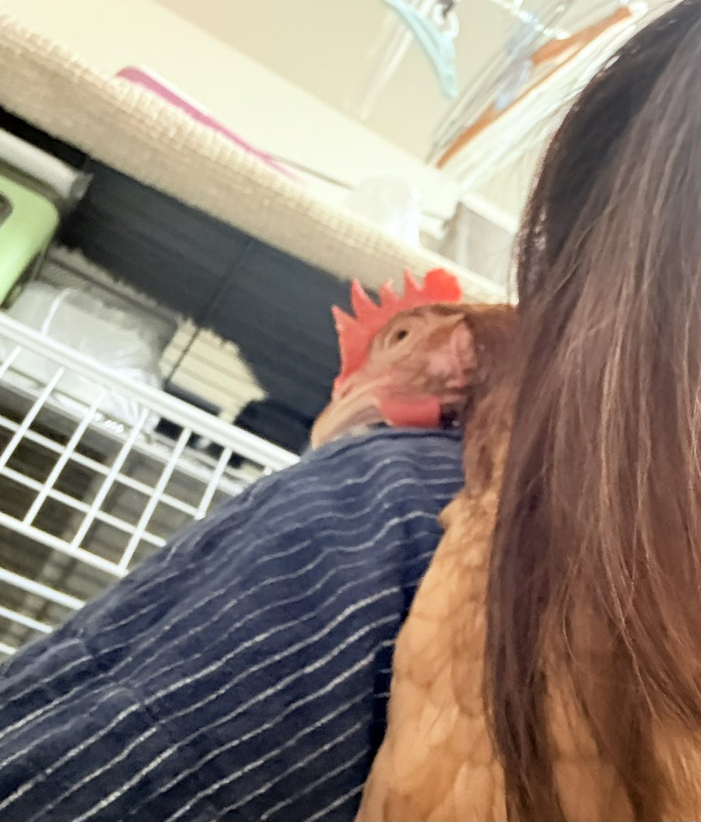 kawausonatine's tweet photo. 饅頭が首を肩に乗せてくれてる☺️ https://t.co/xkSqD6wPyz