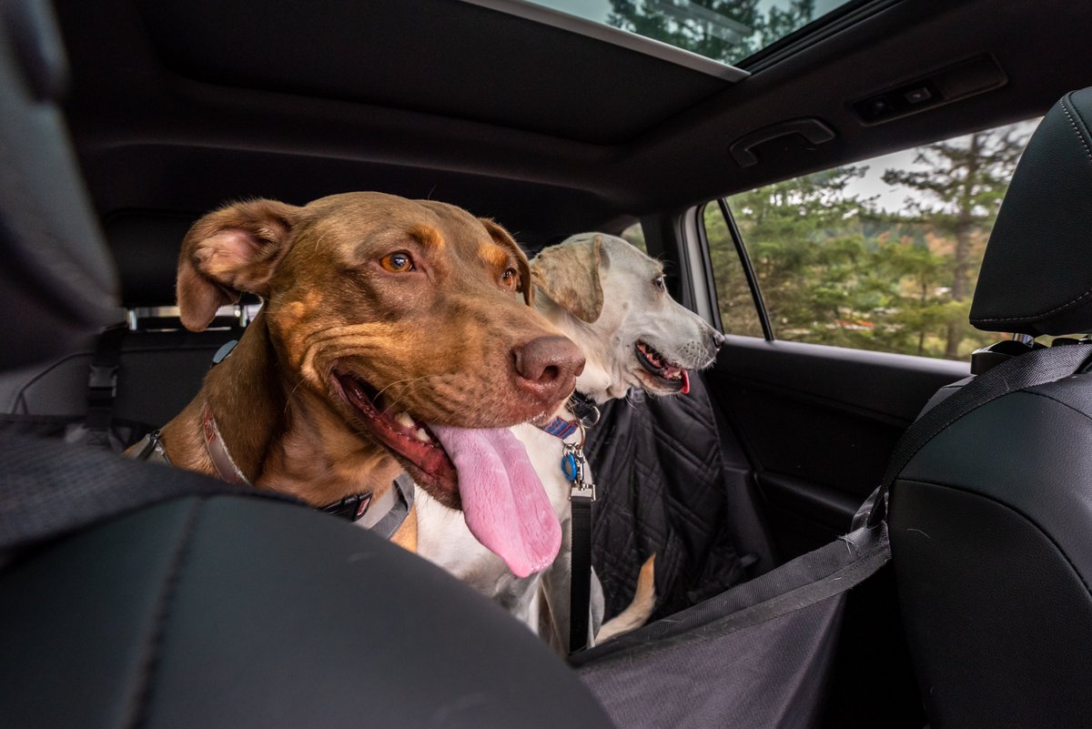 TheMDTA's tweet photo. Parking in the shade isn't enough to keep a car cool. Protect children and pets by checking the back seat every time you park. https://t.co/qpJ55h716V