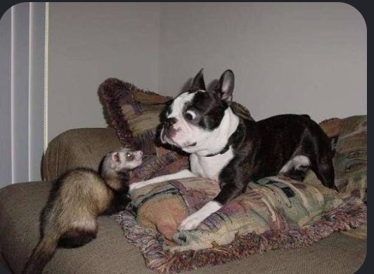 mae maezes as ferrets tweet media