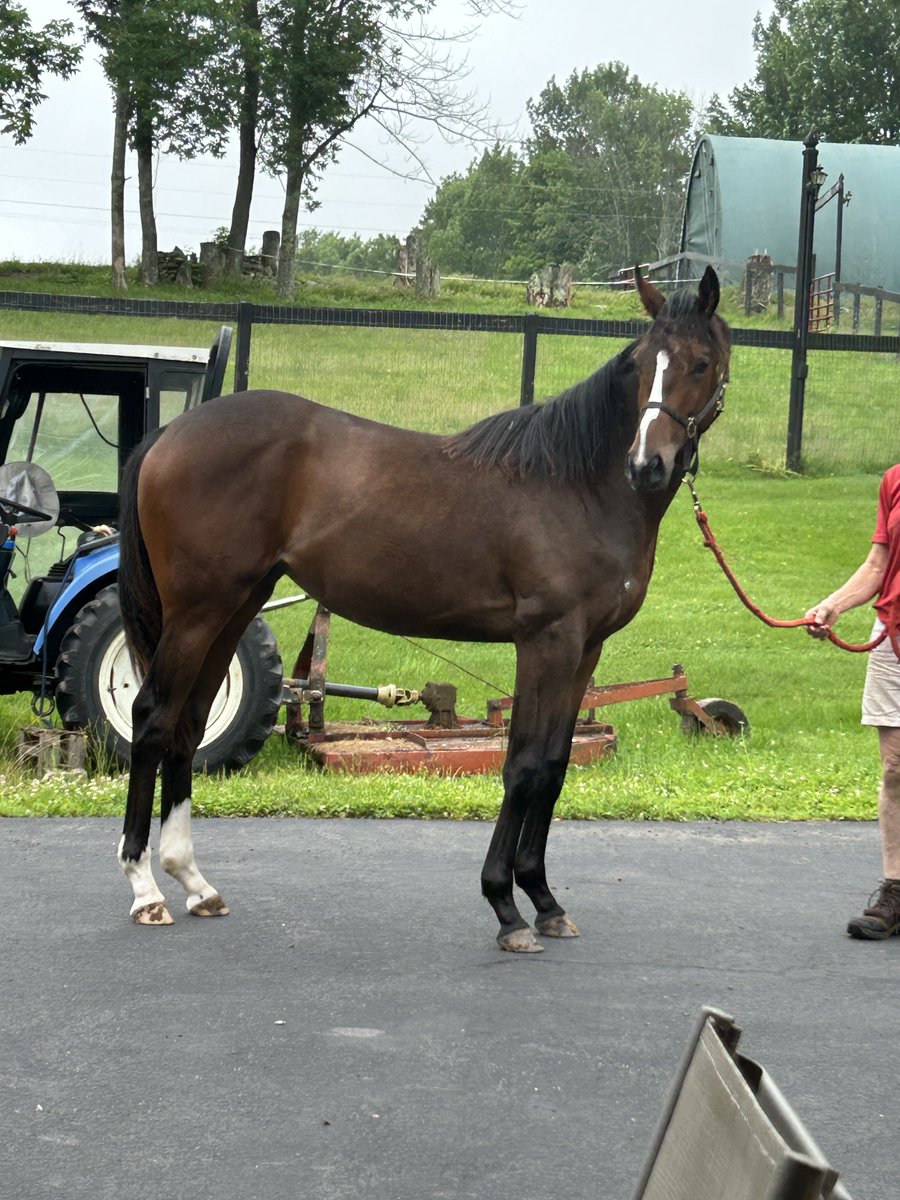 tripletracing3's tweet photo. New York bred yearling American revolution x choose happiness by mineshaft big strong filly from a good family very sensible inspections welcome come take a look at her https://t.co/ejFi1k82Qc